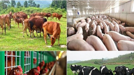 Tháo gỡ khó khăn tạo động lực cho chăn nuôi phát triển (04/04/2024)