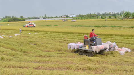 Đề án 1 triệu hecta lúa vùng ĐBSCL – Cần cơ chế, chính sách để đẩy mạnh hợp tác công tư (5/4/2024)