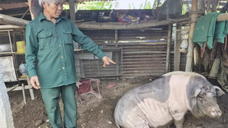 Quảng Nam ngăn chặn dịch tả lợn Châu Phi bùng phát (07/4/2024)