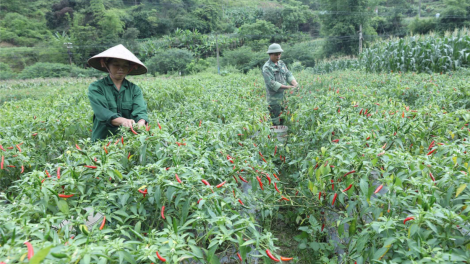 Lạng Sơn: Phát triển ớt thành nông sản thế mạnh địa phương (14/4/2024)