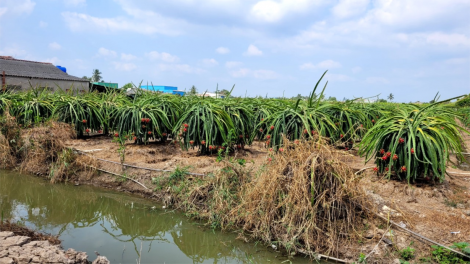 Tiền Giang: Trái thanh long mùa khô hạn sốt giá, nhà vườn lãi to. (14/4/2024)