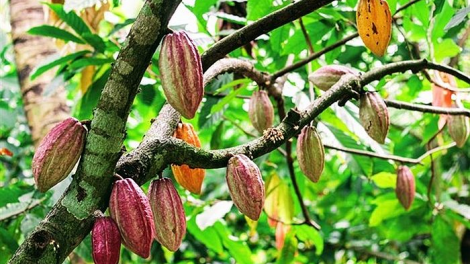 Cacao Đắk Lắk trước “cơ hội vàng” để hồi sinh, phát triển