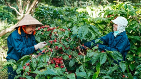 Giữ vững tính bền vững của ngành hàng cà phê (03/05/2024)