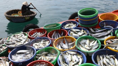 Chống khai thác IUU vì một nghề cá có trách nhiệm (08+09/05/2024)