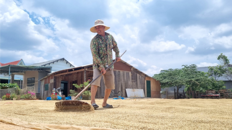 Lúa được mùa, được giá, nông dân Đắk Lắk phấn khởi đón “mùa vàng” (14/05/2024)