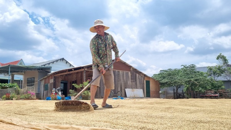 Lúa được mùa, được giá, nông dân Đắk Lắk phấn khởi đón “mùa vàng” (16/05/2024)