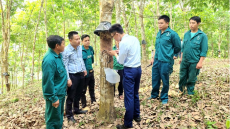 Giá mủ cao su khởi sắc, niềm vui của người góp đất trồng cao su ở Lai Châu nhân đôi (18/05/2024)