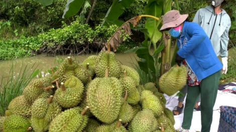 Cần nhìn thẳng vào những sai sót trong xuất khẩu sầu riêng (10/5/2024)