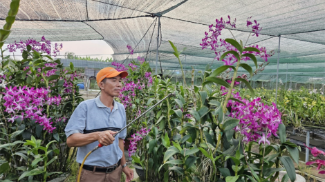 Nông dân TP.HCM gặp khó dù đưa được "chợ về với vườn" (24/5/2024)