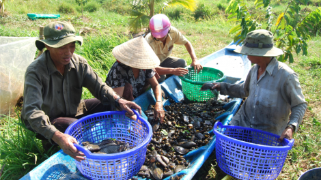 Người dân đất rừng U Minh chung tay khôi phục nguồn lợi cá đồng (29/05/2024)