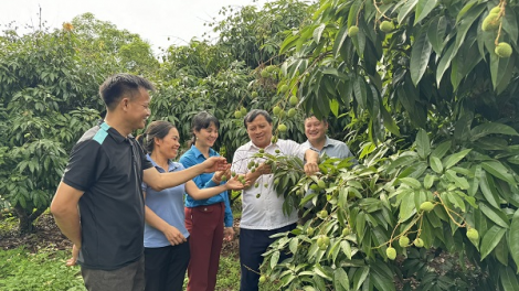 Vải chín sớm Tân Yên, Bắc Giang chuẩn quy trình, vươn mình xuất khẩu (31/05/2024)