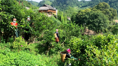 Mùa chè vui trên đỉnh mờ sương (27/5/2024)