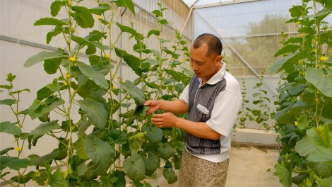 Phát triển nông nghiệp sạch, bền vững ở tỉnh miền núi Điện Biên (24/5/2024)
