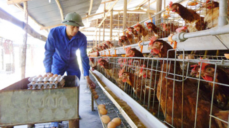 Chăn nuôi VietGAP: An toàn và thu nhập cao (11&12/05/2024)