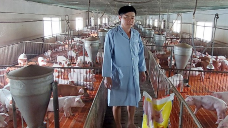 Giá heo hơi tăng cao, người nuôi chưa dám tăng đàn (17/5/2024)