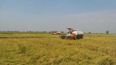 An Giang: nông dân gặp khó khăn khi Tập đoàn  Lộc Trời chậm trả tiền mua lúa (10/5/2024)
