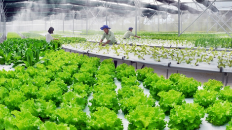 Công nghệ, chìa khóa giúp gia tăng giá trị nông sản (20/05/2024)