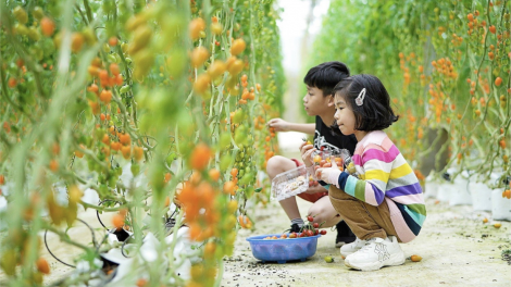 Phóng sự ảnh: Tinh khôi nông nghiệp, nông sản Măng Đen (21/5/2024)