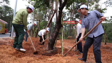 Trồng hàng ngàn cây xanh dọc tuyến đèo Prenn, Đà Lạt (19/5/2024)