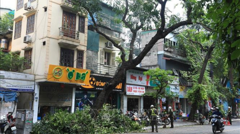 Cắt tỉa cây xanh của cơ quan chức năng Thành phố Hà Nội vào thời điểm này có hợp lý không? (26/5/2024)