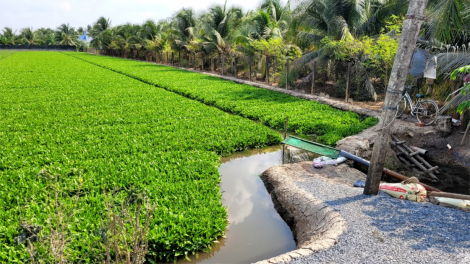 Tiền Giang: Nhiều nông dân bội thu nhờ tích trữ nước ngọt trồng rau màu mùa khô (2/5/2024)