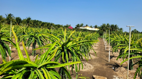 Tiền Giang: Nông dân chuyển trạng thái sản xuất mùa mưa, vẫn ứng phó với nước mặn (13/5/2024)