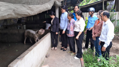 Tạo thêm điều kiện cho nhiều hộ nghèo vươn lên