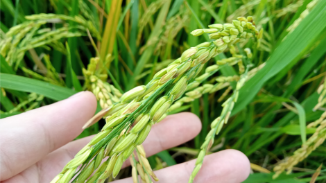 Trồng lúa giảm phát thải, bán tín chỉ Carbon (14/06/2024)