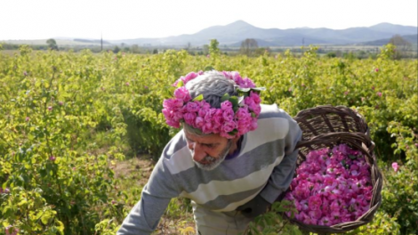 Biến đổi khí hậu làm thay đổi tập quán canh tác hoa hồng Bulgaria (01/06/2024)