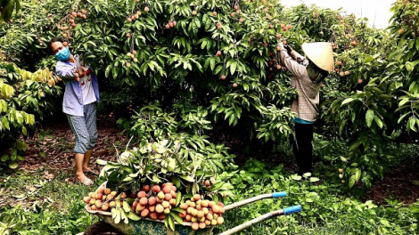 Bắc Giang: Sản xuất hữu cơ ở vùng vải thiều chín sớm Phúc Hoà (19/06/2024)