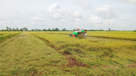 Lúa hè thu năng suất cao, giá ổn định nông dân phấn khởi (07/06/2024)