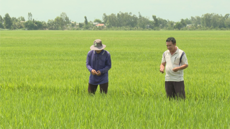 Sản xuất hữu cơ - giải pháp cho vụ lúa Hè Thu (29+30/06/2024)