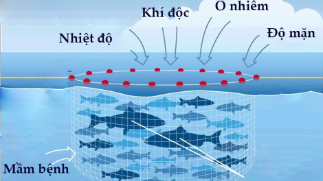 Những lưu ý khi chăm sóc thủy sản trong mùa nắng nóng (04/06/2024)