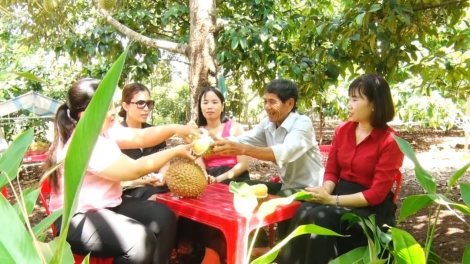"Thủ phủ trái cây" của Đồng Nai bước vào vụ thu hoạch rộ sầu riêng (14/6/2024)