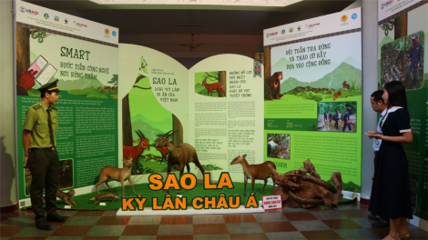 Lần đầu tiên triển lãm tiêu bản Sao la “Kỳ lân Châu Á” tại Huế (7//2024)