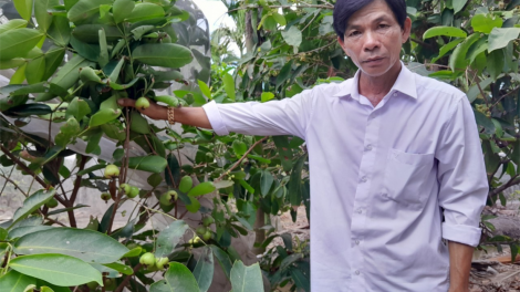 Cây mận xanh đường cho giá trị kinh tế cao (3/6/2024)