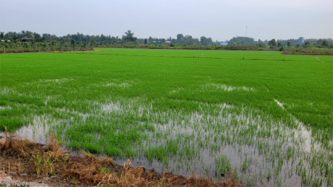 Tiền Giang: Phấn đấu trồng hơn 29.500 ha chuyên canh lúa chất lượng cao theo đề án của Chính phủ (06/6/2024)