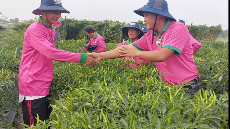 Tiền Giang: Vụ rau màu đầu mùa mưa sốt giá nhưng khó trồng (10/6/2024)
