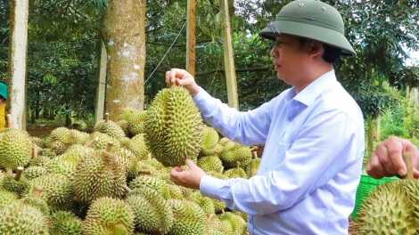 Đắk Lắk tăng cường quản lý chất lượng sản phẩm sầu riêng trong mùa thu hoạch (16/7/2024)