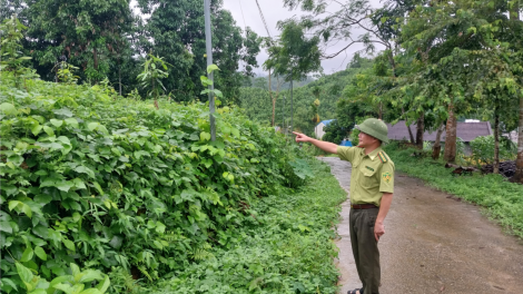 Thái Nguyên: Huyện Định Hóa phát triển cây quế bền vững( 09/07/2024)