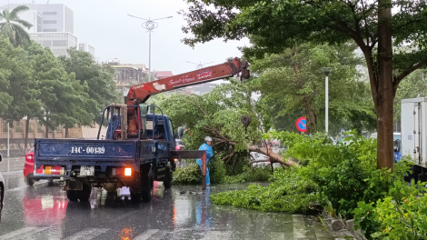 Bão số 2 gây đổ nhiều cây xanh ở Quảng Ninh (23/07/2024)