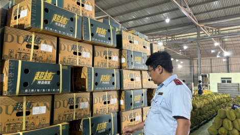 Đắk Lắk kiểm tra đột xuất các vùng trồng và cơ sở đóng gói sầu riêng xuất khẩu (29/7/2024)