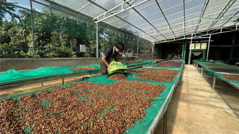 Nông nghiệp Đắk Lắk khởi sắc rõ rệt nhưng vẫn tiềm ẩn nhiều rủi ro (04/7/2024)