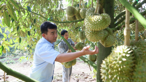 Đảm bảo an ninh, an toàn vụ thu hoạch sầu riêng 2024 (04/7/2024)