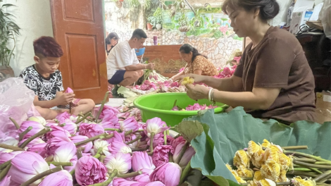 Loạt bài: Trà ướp sen Tây Hồ: Lắng đọng “chất” Hà thành.  Bài 1: Khám phá nghệ thuật ướp trà sen Tây Hồ - tinh hoa văn hóa người Hà Nội