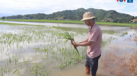 Đắk Lắk tăng cường các giải pháp ứng phó với thiên tai (30/7/2024)