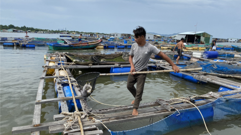 Giá cả thị trường bấp bênh, người nuôi cá lồng bè ở Bà Rịa – Vũng Tàu lo lắng (13/7/2024)