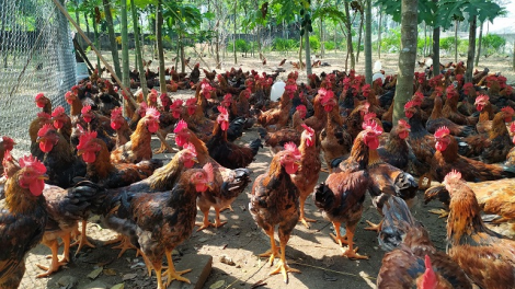 Chăn nuôi bền vững với các mô hình sản xuất an toàn (03/07/2024)