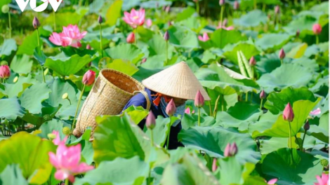 Quảng Nam thúc đẩy liên kết sản xuất và tiêu thụ sản phẩm nông nghiệp   (28/7/2024)