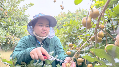 Liên kết để xây dựng vùng nguyên liệu, bài học trong xuất khẩu nông sản (28/7/2024)